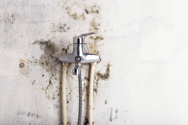 Best Industrial Mold Remediation in Nes, IL