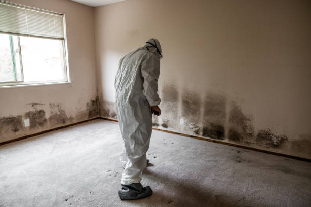 Best Residential Mold Remediation in Nes, IL