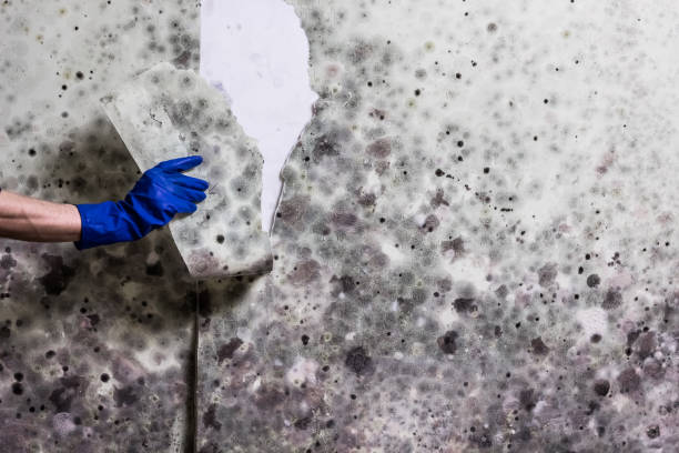 Best Attic Mold Remediation in Nes, IL
