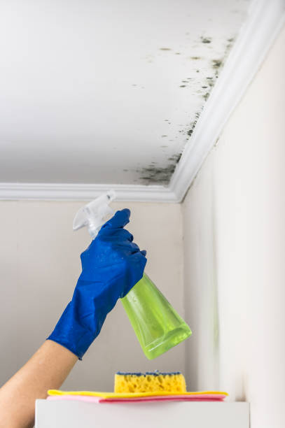 Best Bathroom Mold Remediation in Nes, IL